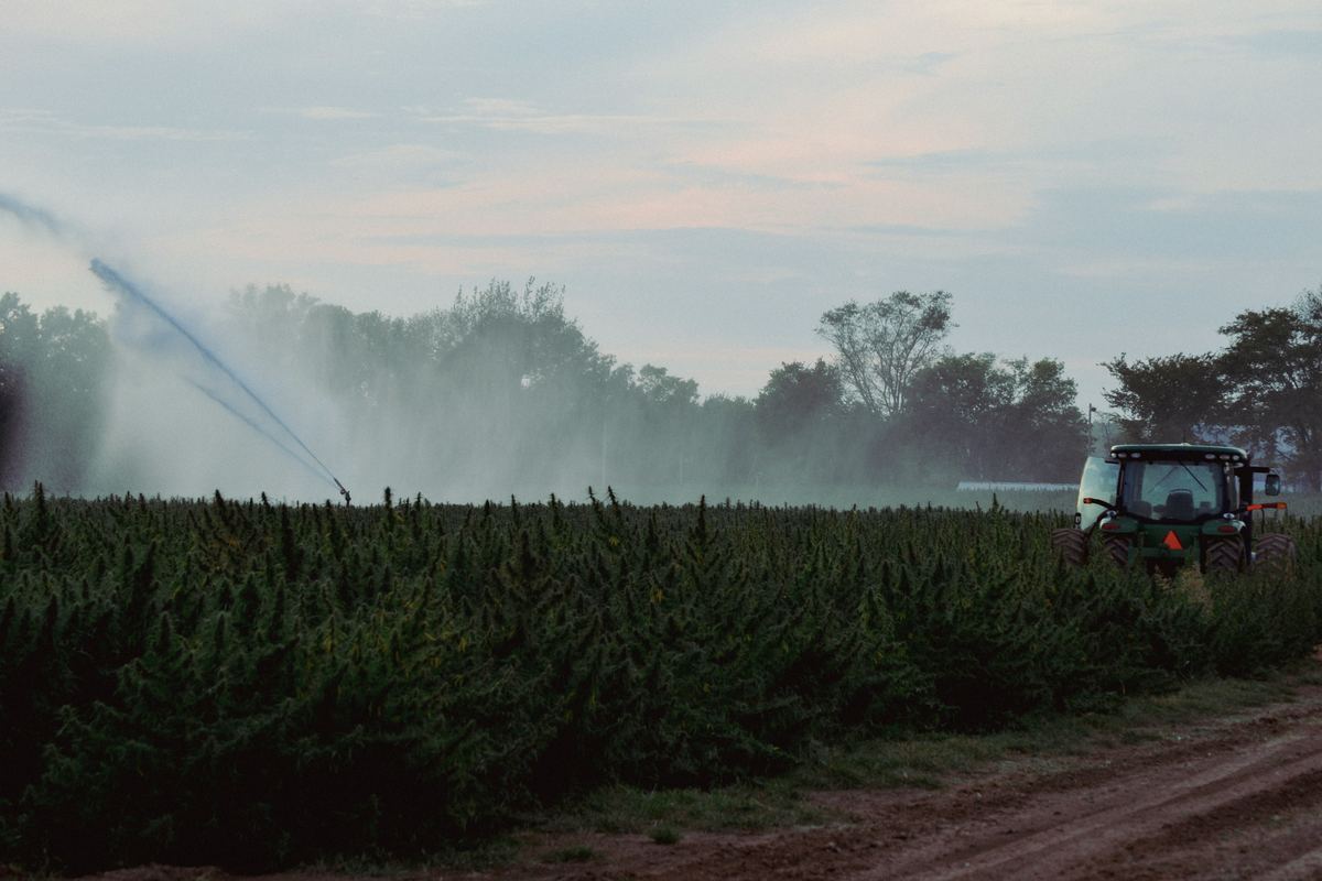 A traveling gun sprinkler watering a commercial field at first light