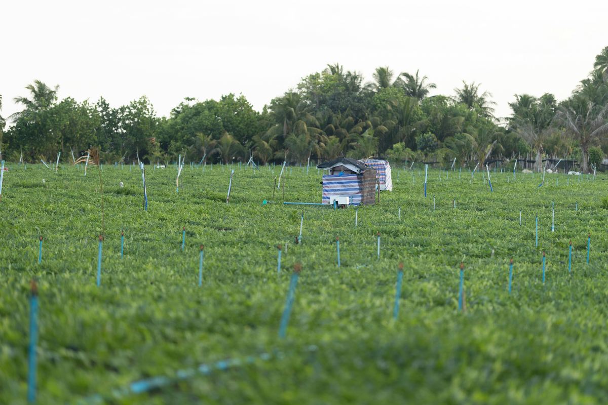 Drip irrigation risers running through a low green crop field