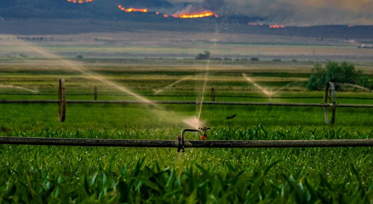 A sprinkler line running across a green field at dusk